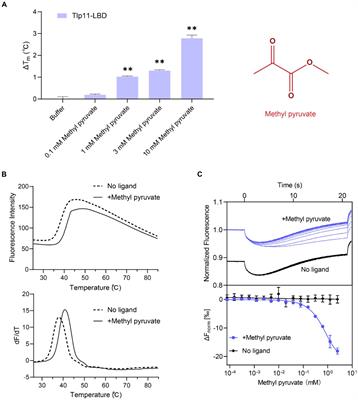 Identification of a dCache-type chemoreceptor in Campylobacter jejuni that specifically mediates chemotaxis towards methyl pyruvate